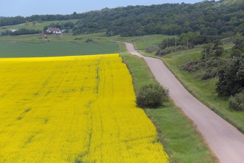 Brandon Sun A canola field creates a sea of yellow along the bottom of of the Assiniboine River valley seen from Grand Valley Road on Thursday. (Bruce Bumstead/Brandon Sun)