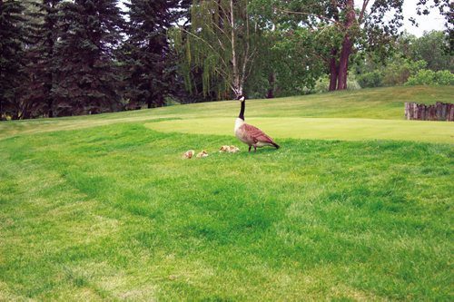 Canstar Community News July 12, 2013 - A goose and her goslings are shown near Harbour VIew Golf Course. A $2 green fee hike at the course will go toward improving the course, but golfers would like to see more done about the geese around the course. (DAN FALLOON/CANSTAR COMMUNITY NEWS)