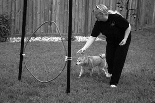 Canstar Community News July 10, 2013 - Miranda Jonasson of Active Paws leads nine-year-old Roxi through an agility course at her Transcona home. (DAN FALLOON/CANSTAR COMMUNITY NEWS)