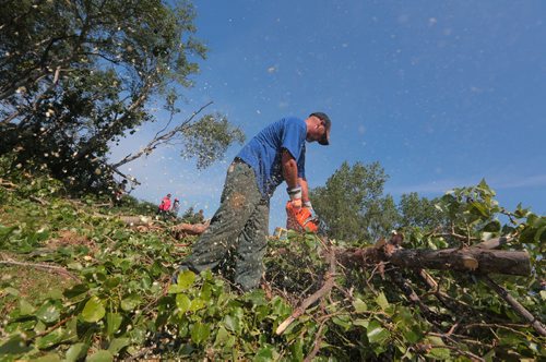 Brandon Sun Wood chips fly as avid golfer Warren Watt volunteers with his chainsaw to help clear the wind fallen trees from the seventeenth hole of the Shilo Golf and Country Club on Friday moring. (Bruce Bumstead/Brandon Sun)