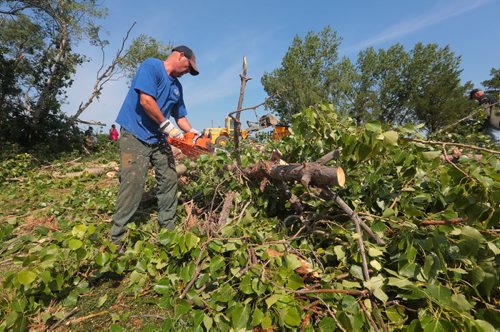 Brandon Sun Wood chips fly as avid golfer Warren Watt volunteers with his chainsaw to help clear the wind fallen trees from the seventeenth hole of the Shilo Golf and Country Club on Friday moring. (Bruce Bumstead/Brandon Sun)