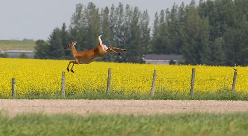 Brandon Sun A white-tailed deer leaps over a fence along a grid road southwest of the city on Friday afternoon. (Bruce Bumstead/Brandon Sun)