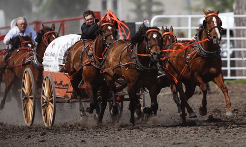 Clint Desjardins competes in the eighth heat of the pony chuck wagon races at the Manitoba Stampede and Exhibition as it celebrates its 50th year this weekend. Friday, July 19, 2013. (JESSICA BURTNICK/WINNIPEG FREE PRESS)
