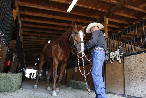 Bob Garrett of Beausejour, Man. leads Headcat, 5, out of the stable. He competes in cutting horse competitions across the country, using his horses to drive cattle. The Manitoba Stampede and Exhibition celebrates its 50th year this weekend. Friday, July 19, 2013. (JESSICA BURTNICK/WINNIPEG FREE PRESS)