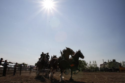 Stampeders watch the draft horse show under the late day sun. The Manitoba Stampede and Exhibition celebrates its 50th year this weekend. Friday, July 19, 2013. (JESSICA BURTNICK/WINNIPEG FREE PRESS)