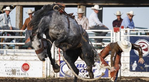 Justin Berg of Wainwright, Alta. takes a tumble from atop Mucho Dinero at the Manitoba Stampede and Exhibition during the saddlebronc competition. The stampede celebrates its 50th year this weekend. Friday, July 19, 2013. (JESSICA BURTNICK/WINNIPEG FREE PRESS)