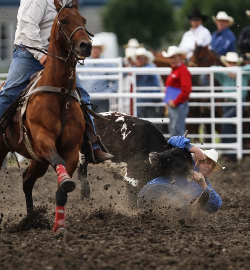 The steer wrestling competition at the Manitoba Stampede and Exhibition as it celebrates its 50th year this weekend. Friday, July 19, 2013. (JESSICA BURTNICK/WINNIPEG FREE PRESS)