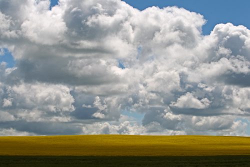 Brandon Sun 22072013 Clouds roll over a field of canola west of Brandon on a cool Monday afternoon. (Tim Smith/Brandon Sun)