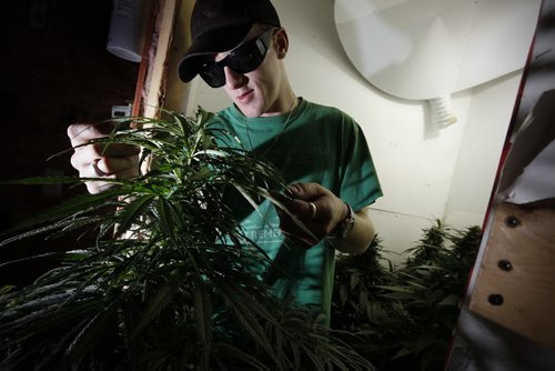 July 22, 2013 - 130722  -  Steven Stairs, who is a legally blind man and uses medical marijuana to treat his glaucoma, is photographed in his small grow room Monday, July 22, 2013. Stairs is angry at the new medical marijuana regulations, saying they're going to make getting his medicine too expensive. John Woods / Winnipeg Free Press