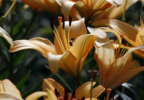 Stdup- Day Oh Wasp checks out Day Lilly  in full bloom on Arlington St. one of the many flower gardens on display  in the cities West End.  KEN GIGLIOTTI / JULY 23 2013 / WINNIPEG FREE PRESS
