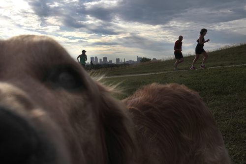 For possible use in "silhouettes of the hill" photo page at  Westview Park AKA Garbage Hill in Winnipeg. Photo shows curious dog and runners on Westview Park Tuesday morning. Wayne Glowacki/Winnipeg Free Press July 23 2013
