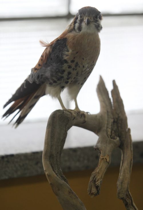 Brandon Sun American Kestrel sits on its perch in the B.J. Hales collection at the Brandon General Museum on Tuesday. (Bruce Bumstead/Brandon Sun)