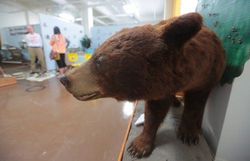 Brandon Sun A brown bear on display with the B. J. Hales collection sits against the wall with a cardboard cutout of a berry bush in behind at the Brandon General Museum on Ninth Street on Tuesday afternoon. (Bruce Bumstead/Brandon Sun)
