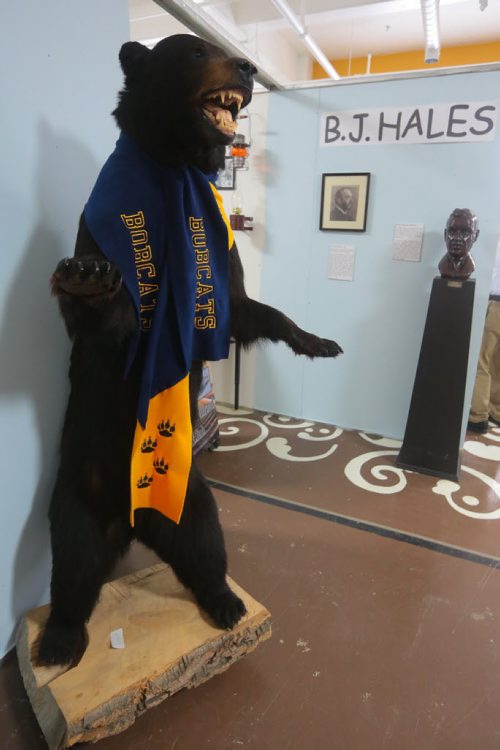 Brandon Sun A black bear, with a Brandon University Bobcats scarf arounds its neck, greets visitors the B.J. Hales collection at the Brandon General Museum. (Bruce Bumstead/Brandon Sun)