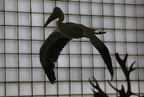 Brandon Sun A large pelican is suspended from the ceiling in the B.J. Hales collection at the Brandon General Museum on Tuesday. (Bruce Bumstead/Brandon Sun)