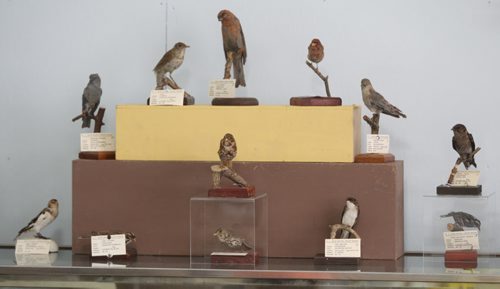 Brandon Sun Collection of native birds in the B.J. Hales collection at the Brandon General Museum on Tuesday afternoon. (Bruce Bumstead/Brandon Sun)