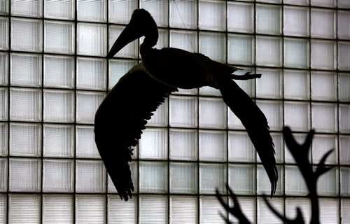 Brandon Sun A large pelican is suspended from the ceiling in the B.J. Hales collection at the Brandon General Museum on Tuesday. (Bruce Bumstead/Brandon Sun)