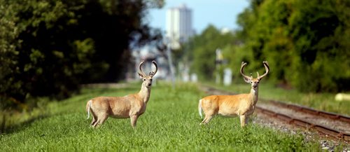A pair of White Tail Bucks seemingly strike a pose along the rail tracks near Chevrier and Hunter Wednesday afternoon. July 24, 2013 - (Phil Hossack / Winnipeg Free Press)