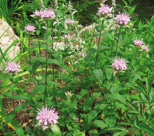 Canstar Community News Avoid mildew problems by selecting mildew-resistant bee-balm. (CARLA KEAST/SUPPLIED)