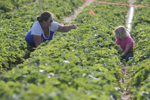 Brandon Sun Jaime Lukacin and Maddison Andrew, right, search for ripe strawberries at Grand Valley Strawberries farm east of Brandon on Wednesday morning. Local artist Weiming Zhao spent the morning painting the scene at the strawberry patch which will appear in his upcoming show this fall. (Bruce Bumstead/Brandon Sun)