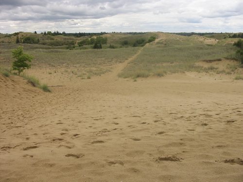 Bill Redekop photo / story Winnipeg Free Press about grizzled cowboy who has gives tours of the sand hills, and about the virtual disappearance of those sand hills. One of the last areas of open sand in the Spirit Sands of Spruce Woods Provincial Park. July 22 2013.