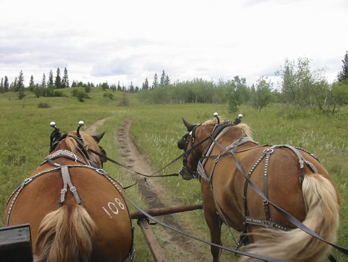 Bill Redekop photo / story Winnipeg Free Press about grizzled cowboy who has gives tours of the sand hills, and about the virtual disappearance of those sand hills. Larry Robinson of Spirit Sands Wagon Outfitters, has been giving horse-drawn wagon tours of the sand hills for almost two decades. July 22 2013.