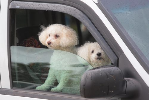 Brandon Sun A pair of Bichon dogs stand watch from inside a car as they wait for the return of the owner during Thursday's rain shower. (Bruce Bumstead/Brandon Sun)