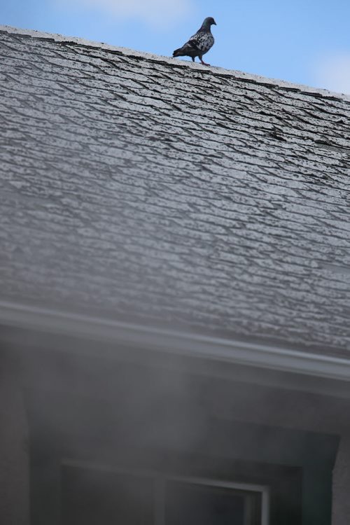 As smoke pours out of the window below, a pigeon sits on the roof above a fire at a two storey apartment building at the corner of Stella and Powers, Saturday, July 27, 2013. (TREVOR HAGAN/WINNIPEG FREE PRESS)