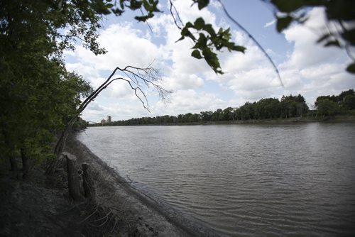 View of the Red River from Henteleff Park. If one were to pass by, he or she might not even notice the park at 1964 St. Mary's Rd., as it appears to be only a blip of unruly shrubbery and trees. But within its boundaries, the park protects a riparian forest rich in plants, birds, bugs and other wildlife. Wednesday, July 31, 2013. (JESSICA BURTNICK/WINNIPEG FREE PRESS)