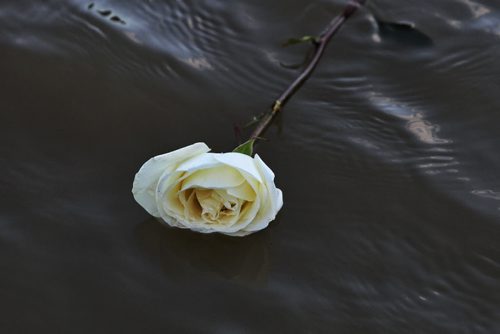 Flowers float away in the Assiniboine River after mourners attending a candlelight vigil in memory of Gibson and her two children, two-year-old Anna and three-month-old Nicholas threw them at The Forks Thursday evening. 130801 - August 01, 2013 Mike Deal / Winnipeg Free Press