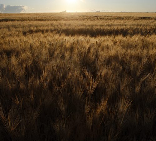 Stdup Äì Golden wheat on a golden morning Äì sunrises on wheat field on Sturgeon Rd .-keyword  harvest / grain  KEN GIGLIOTTI / Aug 2 2013 / WINNIPEG FREE PRESS