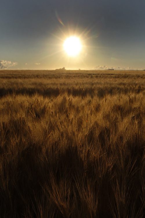 Stdup Äì Golden wheat on a golden morning Äì sunrises on wheat field on Sturgeon Rd .- keywords harvest  grain  KEN GIGLIOTTI / Aug 2 2013 / WINNIPEG FREE PRESS