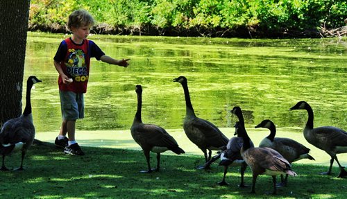 Ryan Davidson, 5, gives a gaggle of geese some of his bread while on a walk with his family at St. Vital Park Monday afternoon.   130805 August 05, 2013 Mike Deal / Winnipeg Free Press