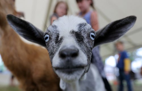 Baby goats in the petting zoo at the Steinbach Pioneer Days at the Steinbach Mennonite Heritage Village, Sunday, August 4, 2013. (TREVOR HAGAN/WINNIPEG FREE PRESS)