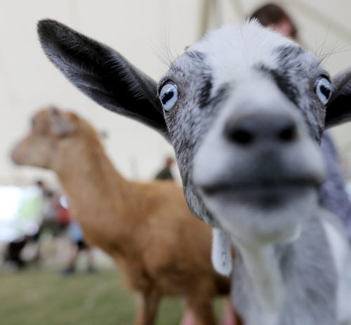 Baby goats in the petting zoo at the Steinbach Pioneer Days at the Steinbach Mennonite Heritage Village, Sunday, August 4, 2013. (TREVOR HAGAN/WINNIPEG FREE PRESS)