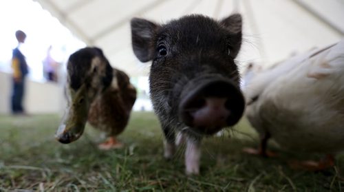 A pig and ducks in the petting zoo at the Steinbach Pioneer Days at the Steinbach Mennonite Heritage Village, Sunday, August 4, 2013. (TREVOR HAGAN/WINNIPEG FREE PRESS)