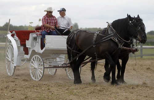 Harold Kehler and Dick Peters, along with Dolly and Pearl, during a Southeast Manitoba Draft Horse Competition at the Steinbach Pioneer Days at the Steinbach Mennonite Heritage Village, Sunday, August 4, 2013. (TREVOR HAGAN/WINNIPEG FREE PRESS)
