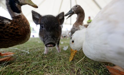 A pig and ducks in the petting zoo at the Steinbach Pioneer Days at the Steinbach Mennonite Heritage Village, Sunday, August 4, 2013. (TREVOR HAGAN/WINNIPEG FREE PRESS)
