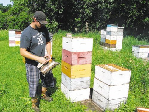 Canstar Community News Marcus Wiens smokes out the bees in a tower of supers near Starbuck. (ANDREA GEARY/CANSTAR)