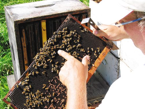 Canstar Community News July 24, 2013 - Starbuck beekeeper Phil Veldhuis points out a queen bee in one of his hives. (ANDREA GEARY/CANSTAR)