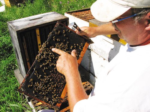 Canstar Community News July 24, 2013 - Starbuck bee keeper Phil Veldhuis points out a queen bee in one of his hives. (ANDREA GEARY/CANSTAR)