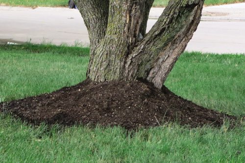 Canstar Community News Piling soil against the trunk of the tree is harmful to the tree. (CARLA KEAST/SUPPLIED/CANSTAR)