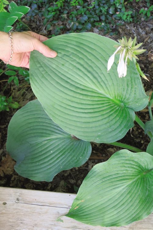 Canstar Community News Blue Angel Hosta's big ridged leaves appeal to people but not slugs. (SUPPLIED/CARLA KEAST/CANSTAR)