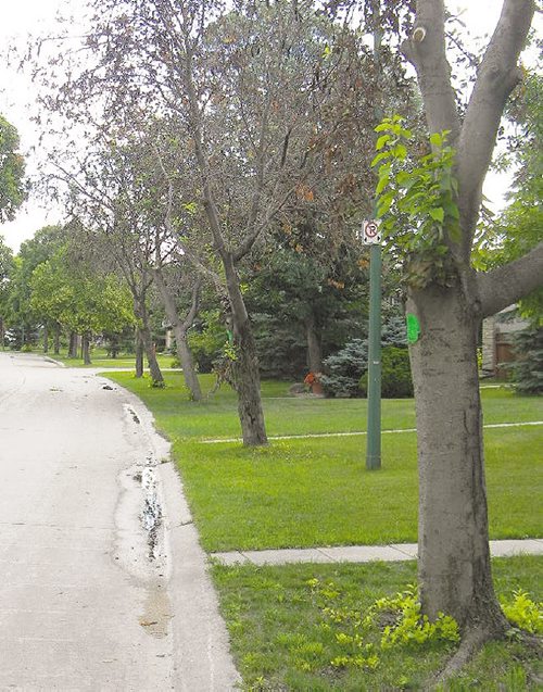 Canstar Community News Aug. 7 -- Green dots signify trees for removal in River Park South. Sean Conway/Special to Canstar