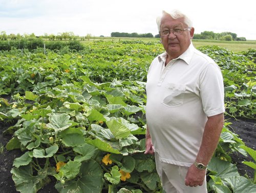 Canstar Community News AUG 7., 2013 -- Stan Soltes is growing pink pumpkins at his daughter's house on Forbes Road for an October fundraiser for CancerCare Manitoba. SIMON FULLER/CANSTAR NEWS