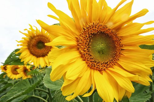 Sunflowers in a field off Hwy 44 brighten up the day despite the rainy conditions.  130807 - August 07, 2013 Mike Deal / Winnipeg Free Press