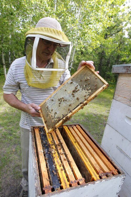 Bee keeper Jim Campbell keeps bees near Stonewall, Manitoba.  BORIS MINKEVICH / WINNIPEG FREE PRESS. August 7, 2013