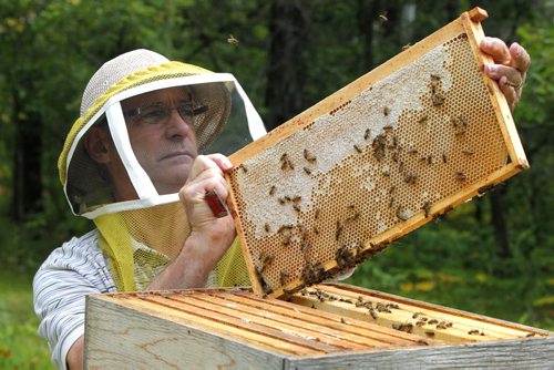 Bee keeper Jim Campbell keeps bees near Stonewall, Manitoba.  BORIS MINKEVICH / WINNIPEG FREE PRESS. August 7, 2013