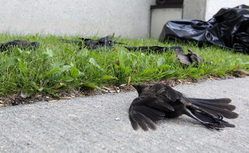 Over 60 dead birds were discovered on King Street between Jarvis and Dufferin today. Several live birds were picked up by the Humane Society and the rest were taken to the dump by a a city animal disposal contractor. About 20 of the birds were found on top on the Ma Mawi Wi Chi Itata Centre Inc. building at 445 King Street. In the bag are piles of dead birds.  The almost dead ones were on the grass and sidewalk. BORIS MINKEVICH / WINNIPEG FREE PRESS. August 7, 2013
