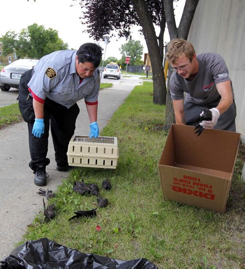 Over 60 dead birds were discovered on King Street between Jarvis and Dufferin today. Several live birds were picked up by the Humane Society, left,  and the rest were taken to the dump by a a city animal disposal contractor. About 20 of the birds were found on top on the Ma Mawi Wi Chi Itata Centre Inc. building at 445 King Street.  BORIS MINKEVICH / WINNIPEG FREE PRESS. August 7, 2013